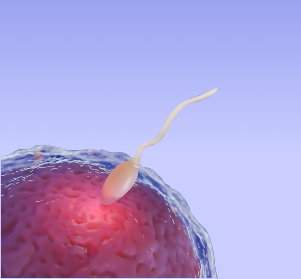 Сперматозоид плывет к яйцеклетке