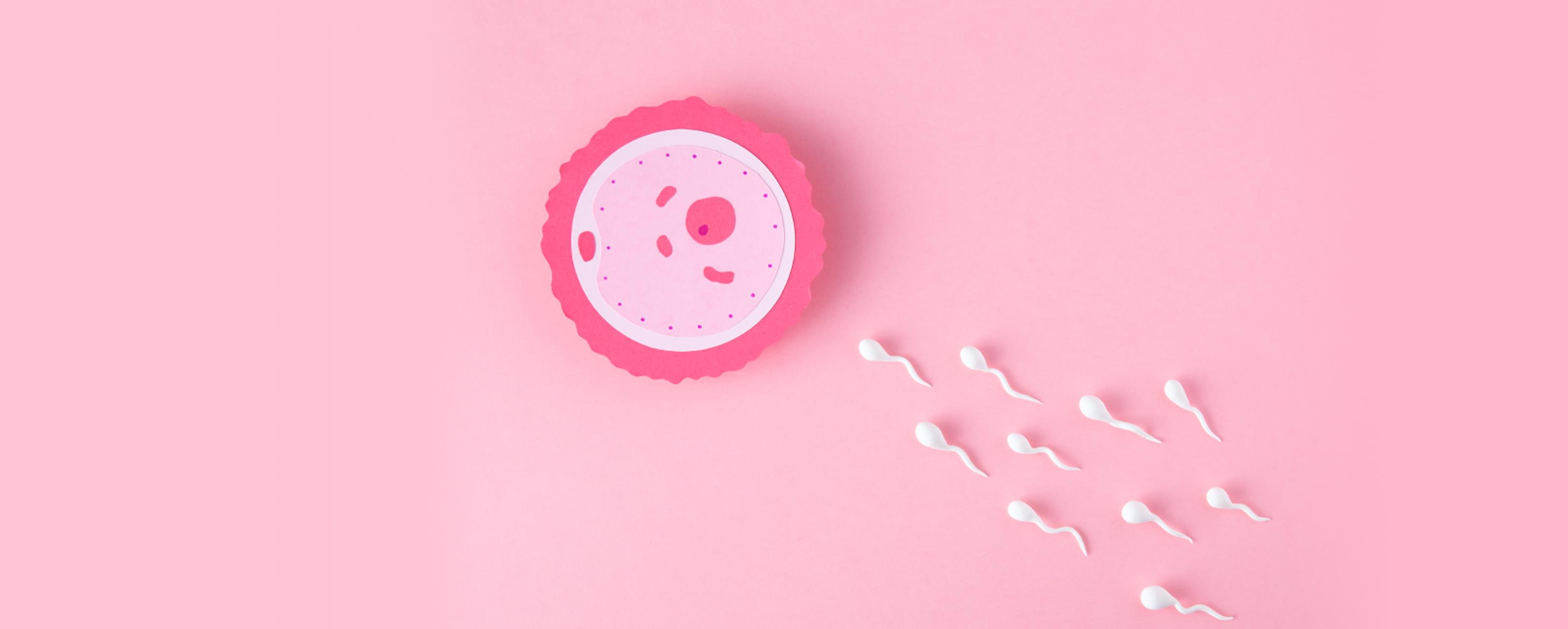 Иллюстрация яйцеклетки со сперматозоидами